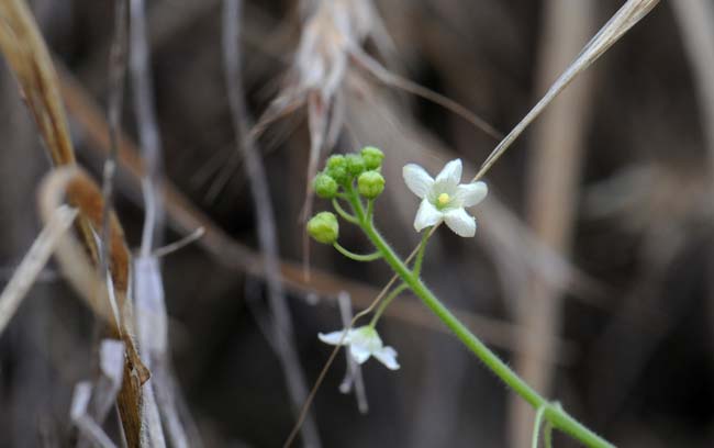 Echinopepon wrightii, Wild Balsam Apple, Southwest Desert Flora